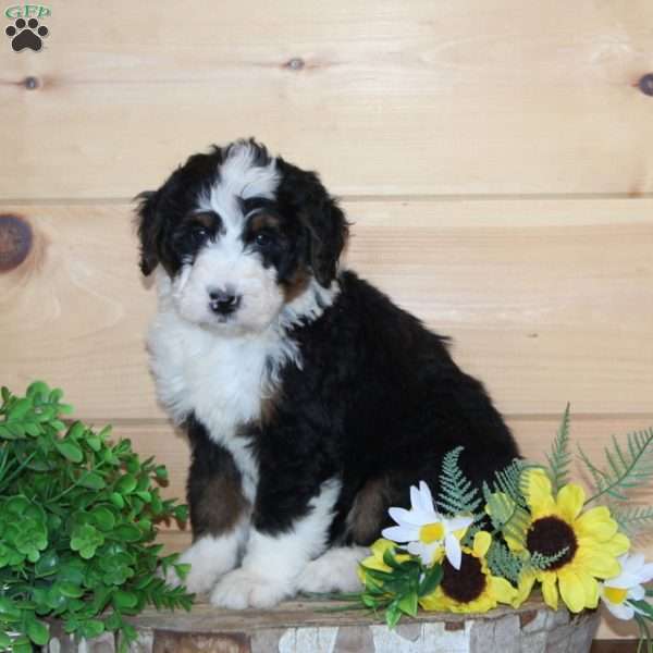 Smiley – F1, Bernedoodle Puppy